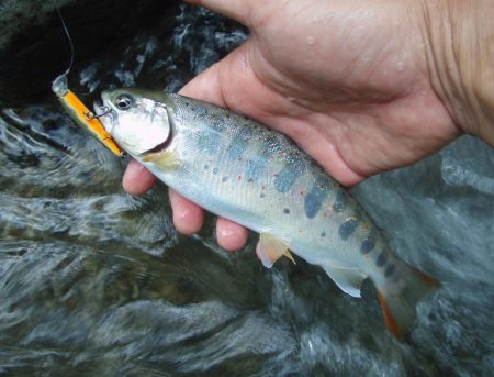 渓流ミノーイング