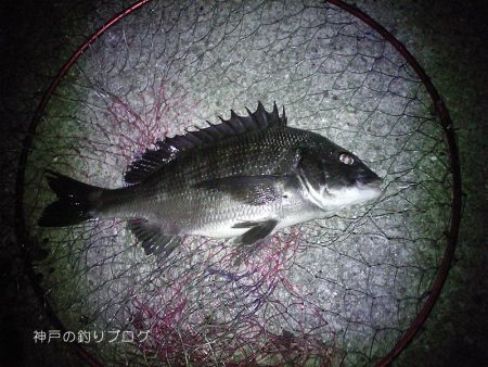 半夜のチヌ狙い