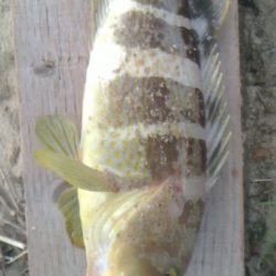 ｱｵﾊﾀの接岸有り