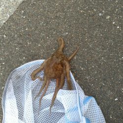 大阪市 夢舞大橋下 タコエギ