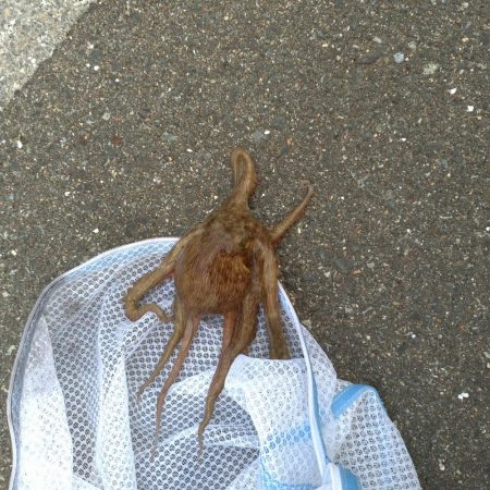 大阪市 夢舞大橋下 タコエギ