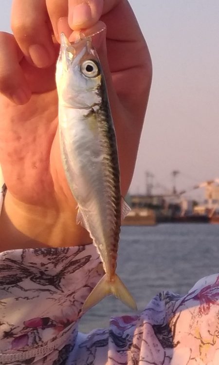 食品コンビナート付近