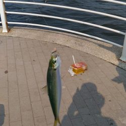 アジが居ない！