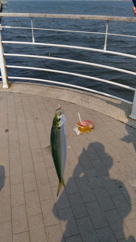 アジが居ない！