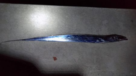 今年初の太刀魚釣り