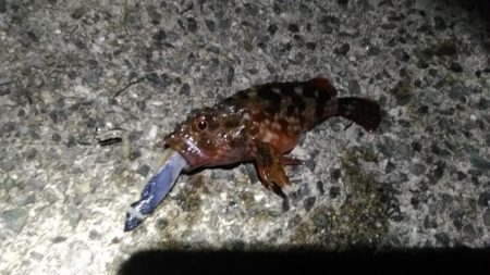 ハズレの日！？