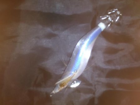 初イカゲット！