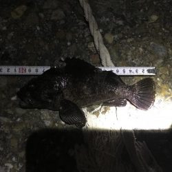 ライトゲーム釣果がありすぎて載せきれません