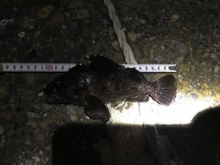 ライトゲーム釣果がありすぎて載せきれません