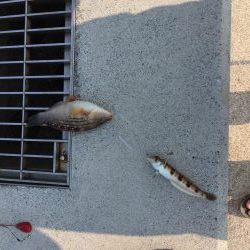 大可賀釣り公園