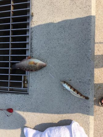 大可賀釣り公園