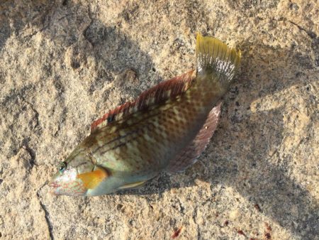 白石の鼻の南海岸にて