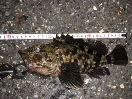 清水港でライトゲーム