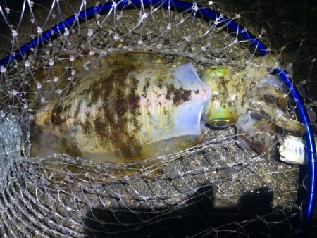 雨だけどアオリイカ釣りに行きました