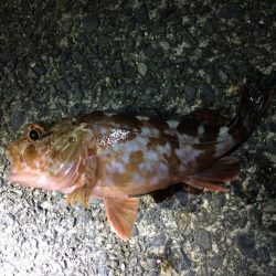 多種の魚が楽しめます