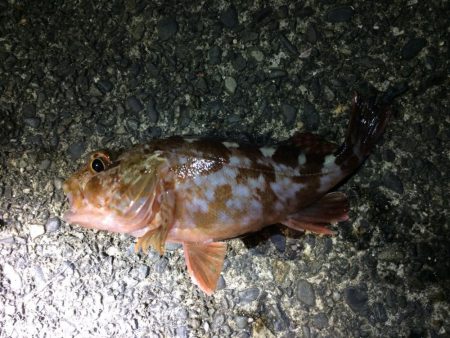 多種の魚が楽しめます