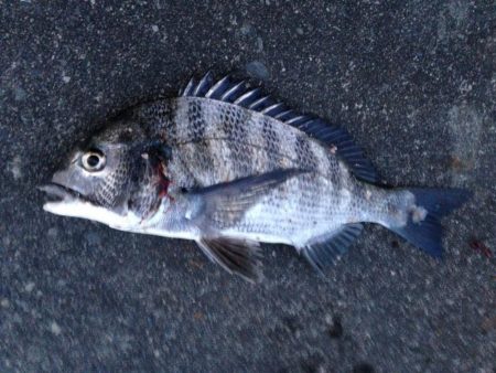 クロダイが多い