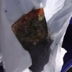 チニングで初のキビレ!