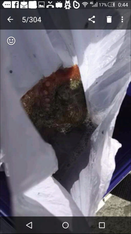 チニングで初のキビレ!