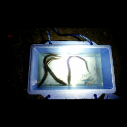 ちょい投げ釣り