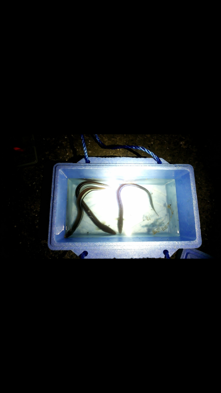 ちょい投げ釣り