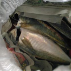 アジングで貝塚～岬町ラン＆ガン。