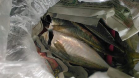 アジングで貝塚～岬町ラン＆ガン。