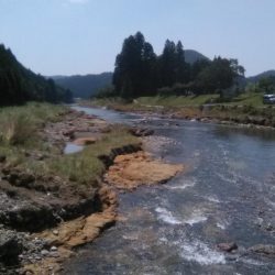 上桂川山国地区潜没橋での友釣り