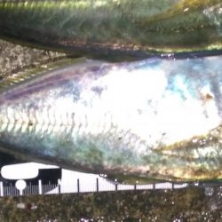 豪雨後のアジ調査