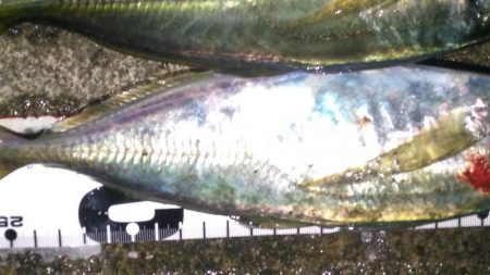 豪雨後のアジ調査