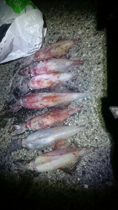 白イカ釣行第2