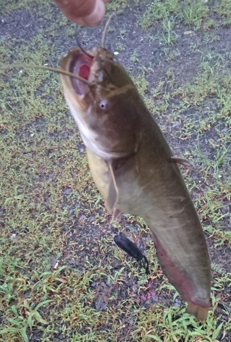 増水してももカバー奥にピッタリ