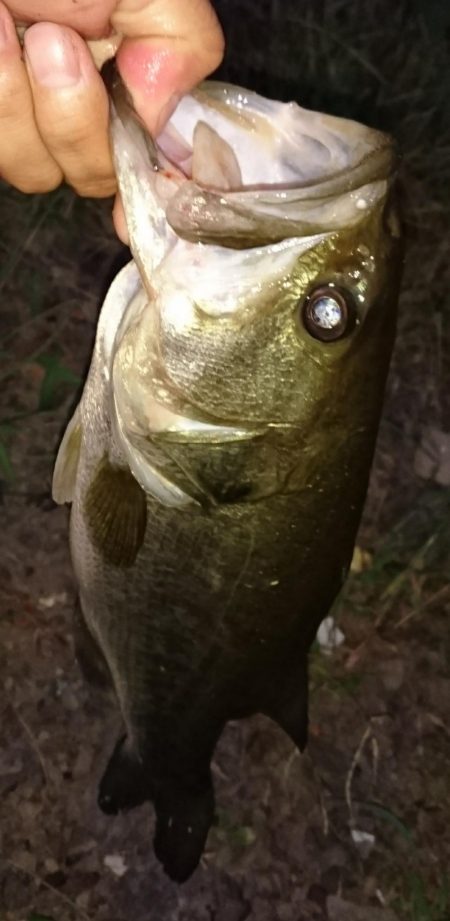 狙いはシェード、カバー、岸際