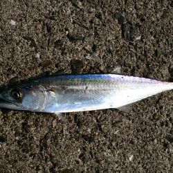 ジグサビキでサゴシ！