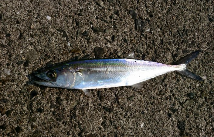 ジグサビキでサゴシ！