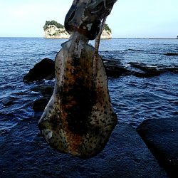 久しぶりのアオリイカでした♪♪