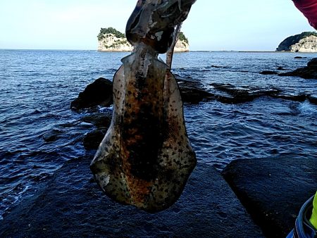 久しぶりのアオリイカでした♪♪