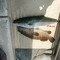 大物釣果速報!●光義丸:平戸市早福港