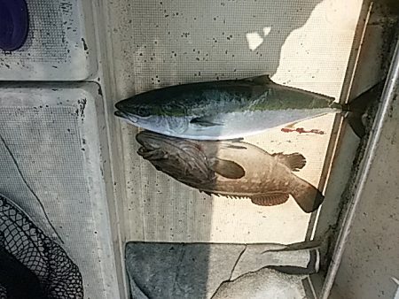 大物釣果速報!●光義丸:平戸市早福港