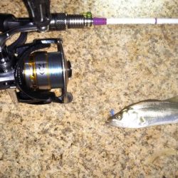 震災後の淀川調査