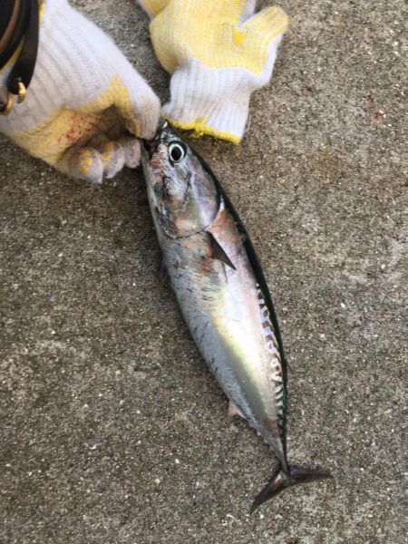 しょあじぎんぐ