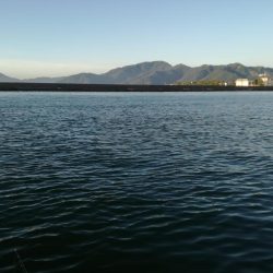 美味しいウグイ