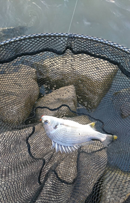 急流＋どちゃにごり