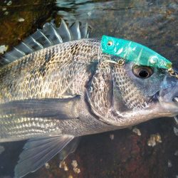 能登半島チニング　nadarチニングモニター投稿