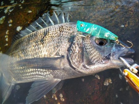 能登半島チニング　nadarチニングモニター投稿