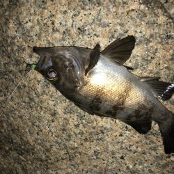 初アジング！？