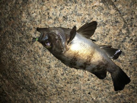 初アジング！？