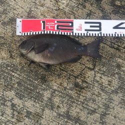 メジナが入れ食い！