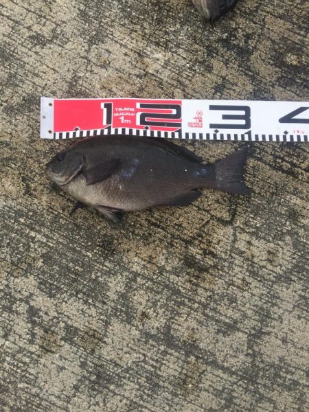 メジナが入れ食い！