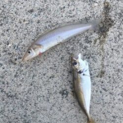 熱帯夜、当たりの無い中貴重なグレゲット！